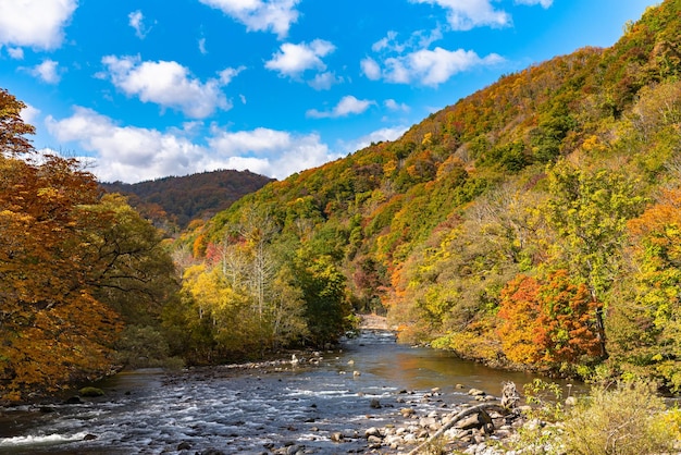 Lower reaches of oirase stream in sunny day beautiful fall foliage scene in autumn colors forest