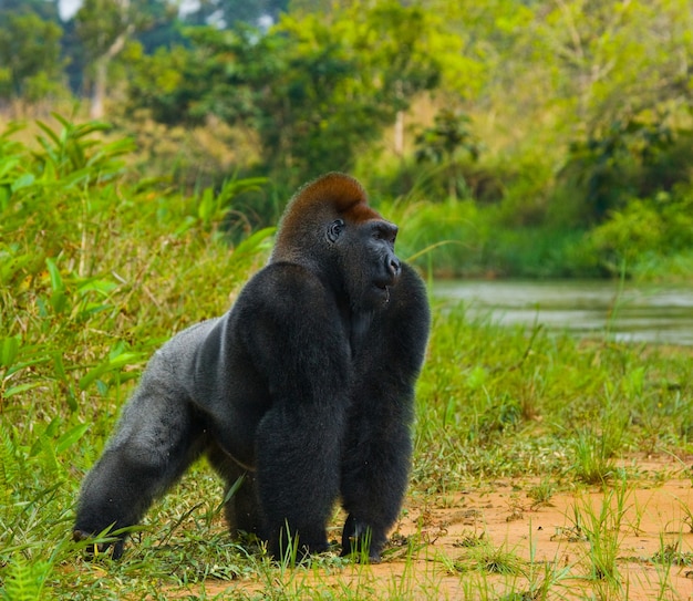 Lowland gorillas in the wild. Republic of the Congo