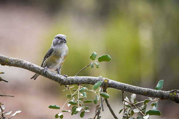 Loxia curvirostra または一般的なクロスビルは、フィンチ科の小さなスズメ目の鳥の種です。