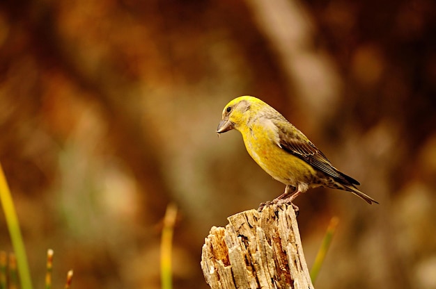 Loxia curvirostra - The common crossbill is a species of small passerine bird in the finches family 