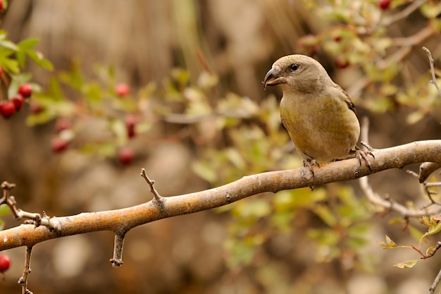 Loxia curvirostra - De gewone kruisbek is een soort kleine zangvogel uit de familie vinken