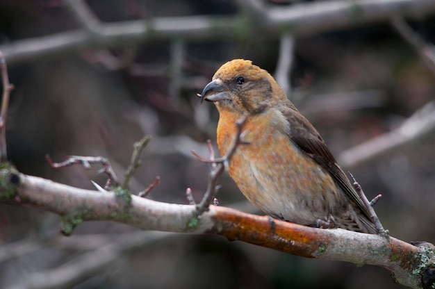 Loxia curvirostra - De gewone kruisbek is een soort kleine zangvogel uit de familie vinken