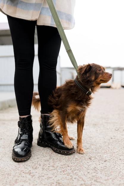 Loyal companion a dog standing beside its owner