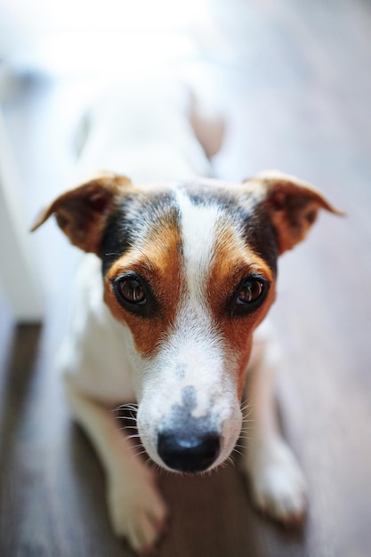 Loyal dog lying on floor