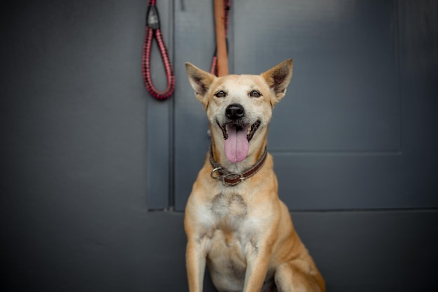 暗い部屋に座ってカメラを見る忠実なタイ犬