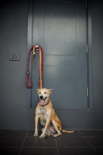 暗い部屋に座ってカメラを見る忠実なタイ犬