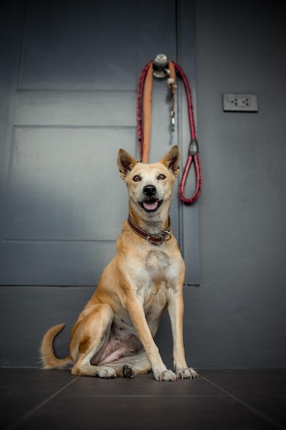 暗い部屋に座ってカメラを見る忠実なタイ犬