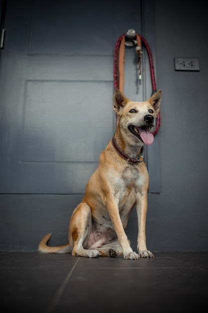 暗い部屋に座ってカメラを見る忠実なタイ犬