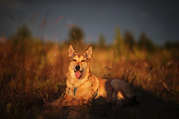 Loyal wolfdog looking away and lying on grass while spending time in meadow in evening