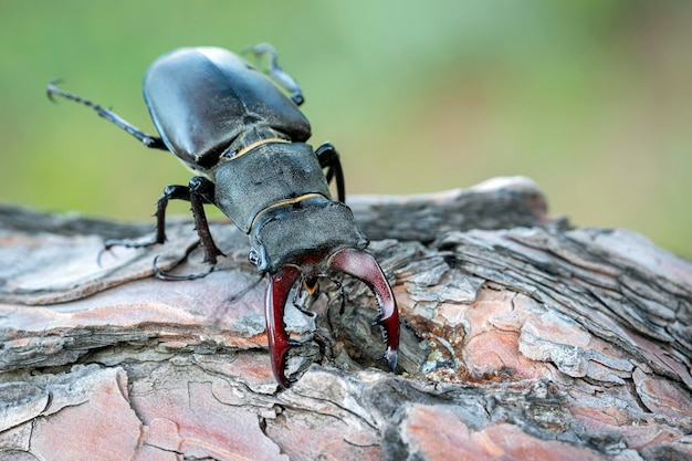 Lucanus cervus, the european stag beetle, is one of the best-known species of stag beetle,