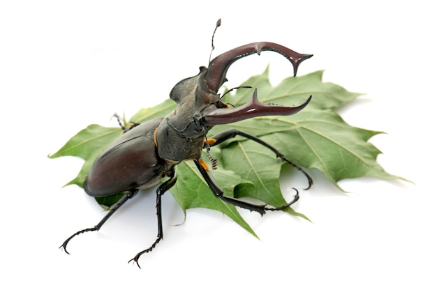 Lucanus cervus geïsoleerd