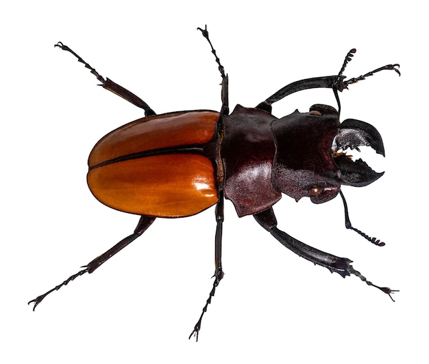 Lucanus cervus hert kever geïsoleerd