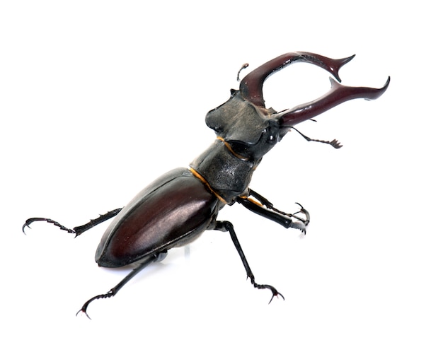 Lucanus cervus in de studio