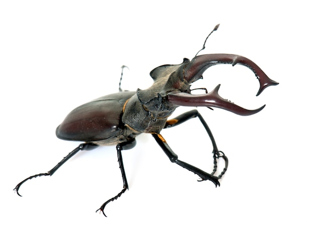 Lucanus cervus in studio