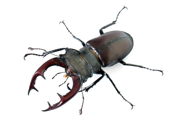 Lucanus cervus in studio