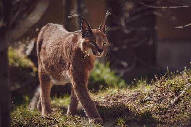 Photo luchs aus der buchs