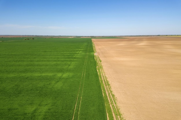 Lucht groen tarweveld. luchtfoto groot groen veld.