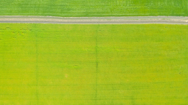 Lucht hoogste mening van de gele en groene padievelden