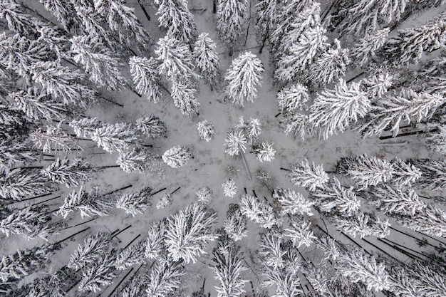Lucht mistig landschap met groenblijvende pijnbomen bedekt met vers gevallen sneeuw na zware sneeuwval in het winterbergbos op koude rustige avond.