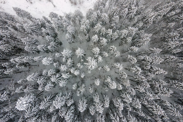 Lucht mistig landschap met groenblijvende pijnbomen bedekt met verse gevallen sneeuw na zware sneeuwval in het winterbergbos op koude rustige avond