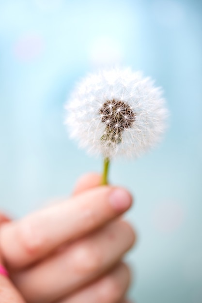 Lucht mooie paardebloem in de hand van het meisje