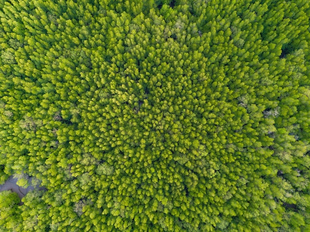 Foto luchtbeeld van bomen die in het bos groeien