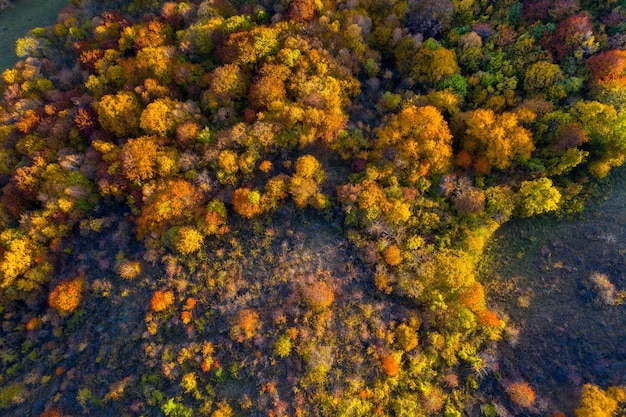 Luchtbeeld van bomen en planten in het landschap in de herfst