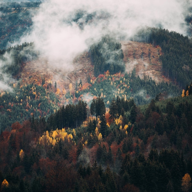 Luchtbeeld van bomen in het bos in de herfst