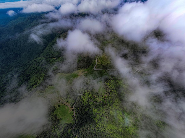 Luchtbeeld van bomen in het bos