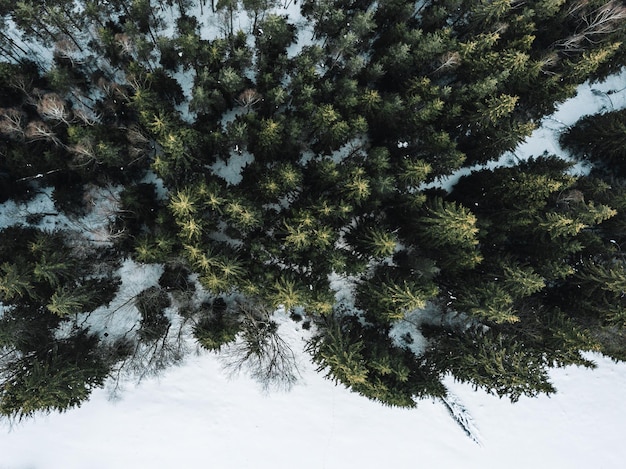 Luchtbeeld van bomen in het bos