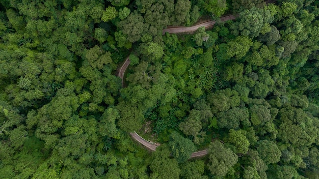 Luchtbeeld van de plattelandsweg in het groene bos