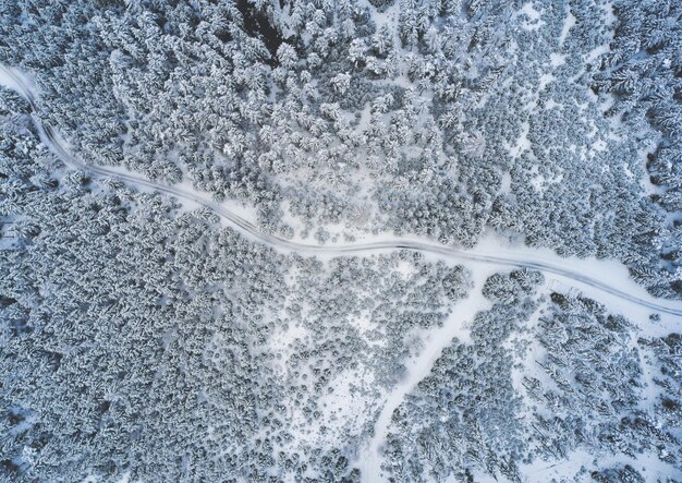 Luchtbeeld van een besneeuwd dennenbos en een wandelpad