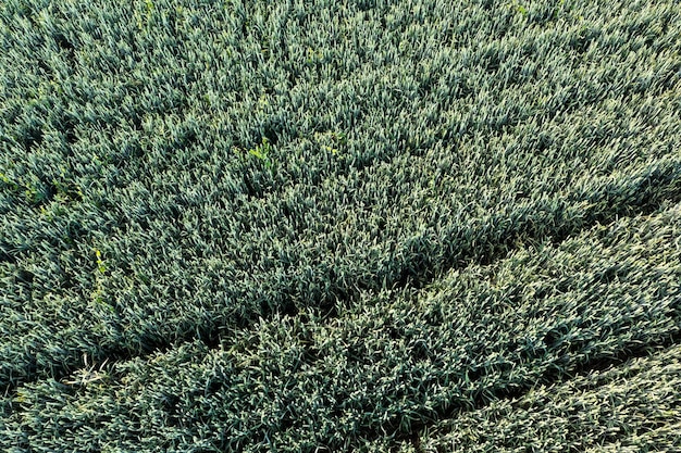 Luchtbeeld van een roggenveld op een zonnige dag