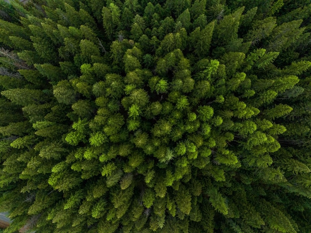 Foto luchtbeeld van een weelderig en levendig bos met een overvloed aan hoge groene bomen