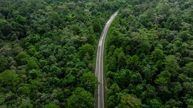 Luchtbeeld van groene bosbomen en de wereldbol Ecosysteem van tropische regenwouden