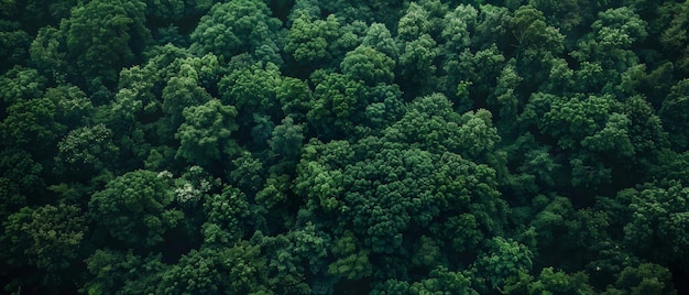 Luchtbeeld van het dichte groene bos van boven