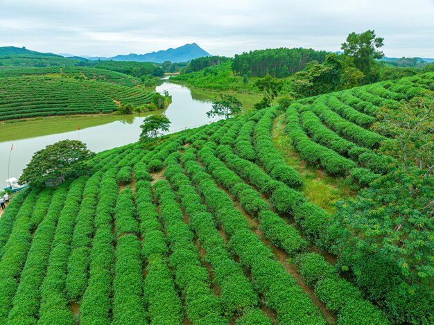 Luchtbeeld van het eiland Thanh Chuong theeheuvel groen landschap achtergrond groen blad Thanh Chuung Nghe An Vietnam