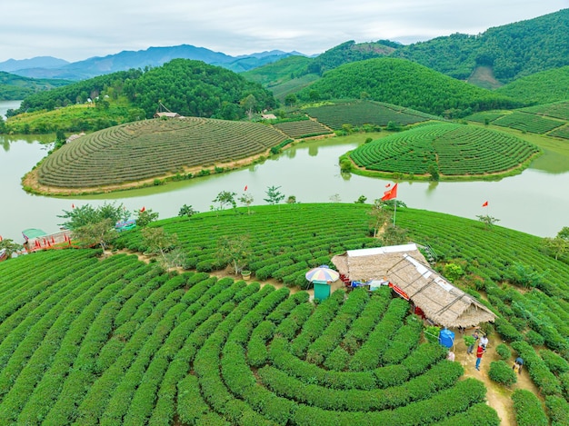 Luchtbeeld van het eiland Thanh Chuong theeheuvel groen landschap achtergrond groen blad Thanh Chuung Nghe An Vietnam