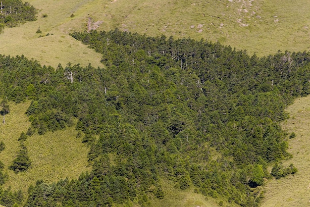 Luchtbeeld van het groene, weelderige bos