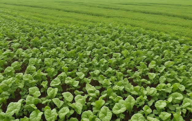 Luchtbeeld van rijen groene sojabonenplanten in een veld ai gegenereerd