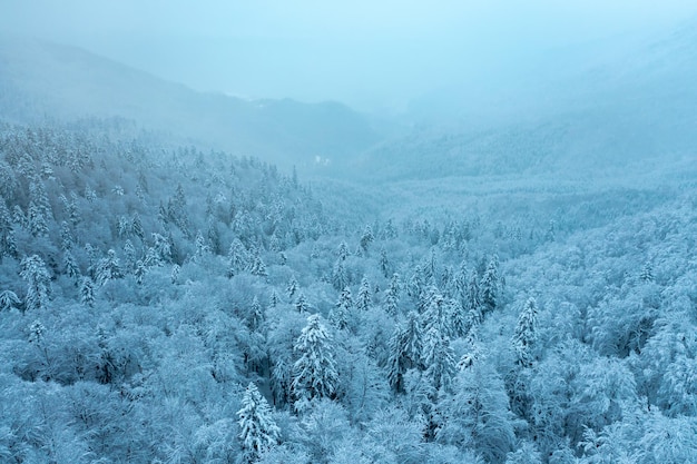 Luchtdrone van boven naar beneden vliegen over wintersparren