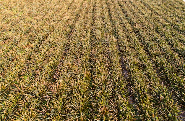 Luchtfoto ananas plantage