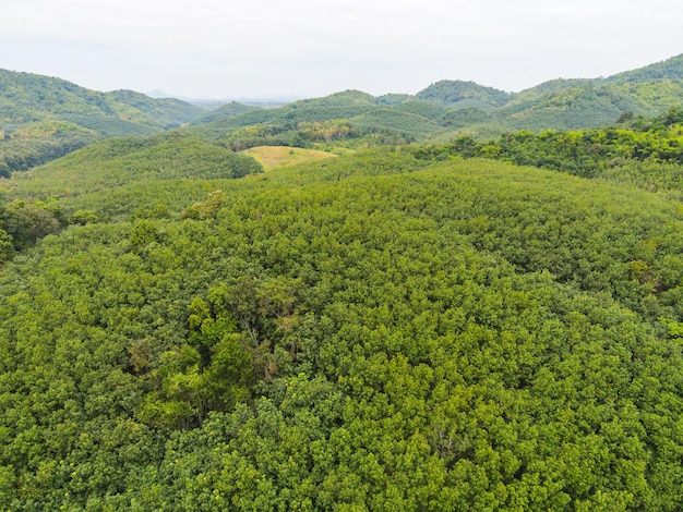 Luchtfoto bos boom rubberboom bladeren milieu bos natuur achtergrond, groene boom bovenaanzicht bos van bovenaf, rubberboom plantage op berg