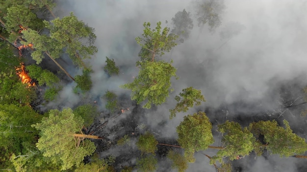 Luchtfoto bosbranden branden heftig