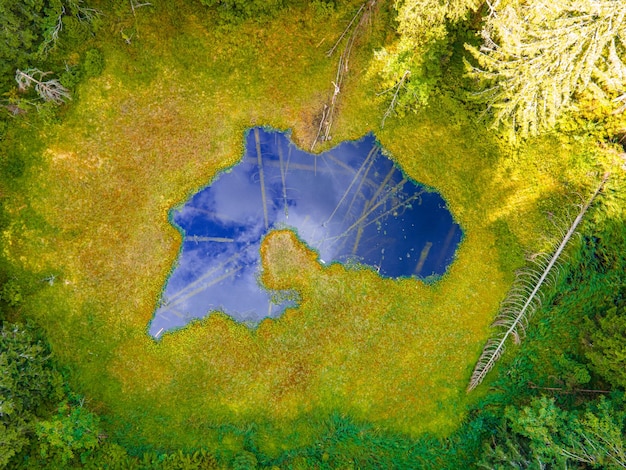 Luchtfoto bovenaanzicht bosboom Regenwoudecosysteem Dronefotografie Meer in het midden van het bos Slowakije