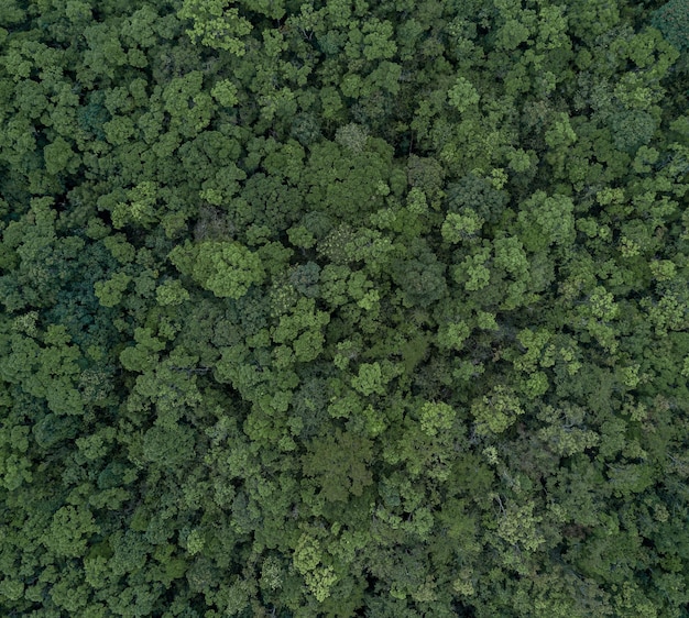 Luchtfoto bovenaanzicht groene bos boom textuur en achtergrond tropisch regenwoud ecosysteem ecologie gezonde omgeving textuur groene boom bos weergave van bovenaf