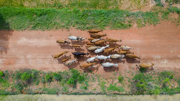 Luchtfoto bovenaanzicht van de massa's van vele koeien lopen op het platteland, Thailand