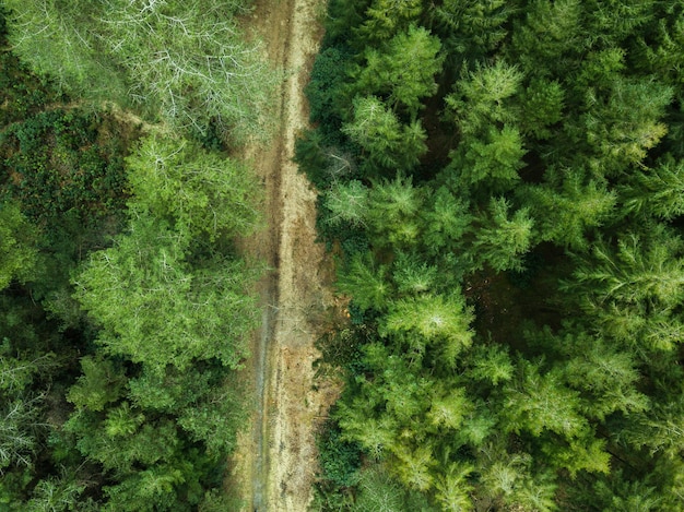 Luchtfoto bovenaanzicht van het Puddletown Forest in Dorset, Verenigd Koninkrijk