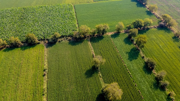 Luchtfoto bovenaanzicht van landbouw veld