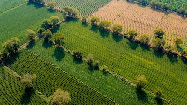 Luchtfoto bovenaanzicht van landbouw veld